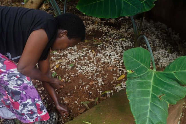 Dearth of Wild Mushrooms Becomes an Opportunity for Farmers