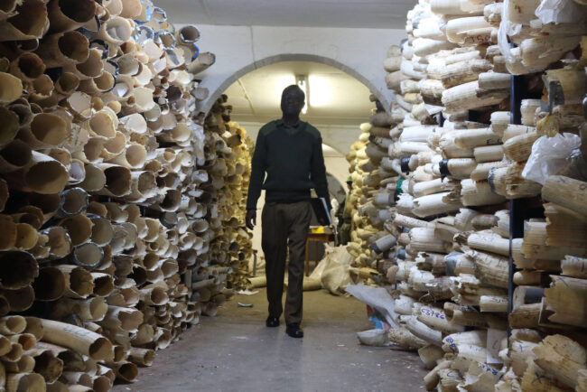 Zimbabwe Has Ivory Worth Millions but Can’t Use