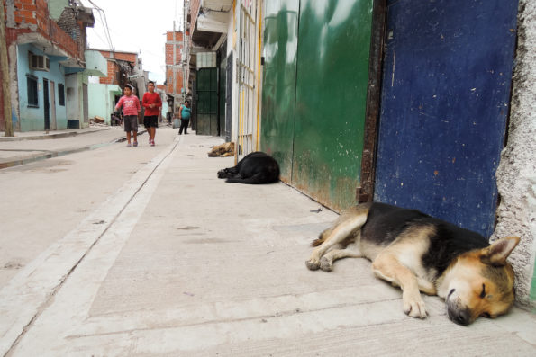 Ivonne Jeannot Laens, GPJ Argentina