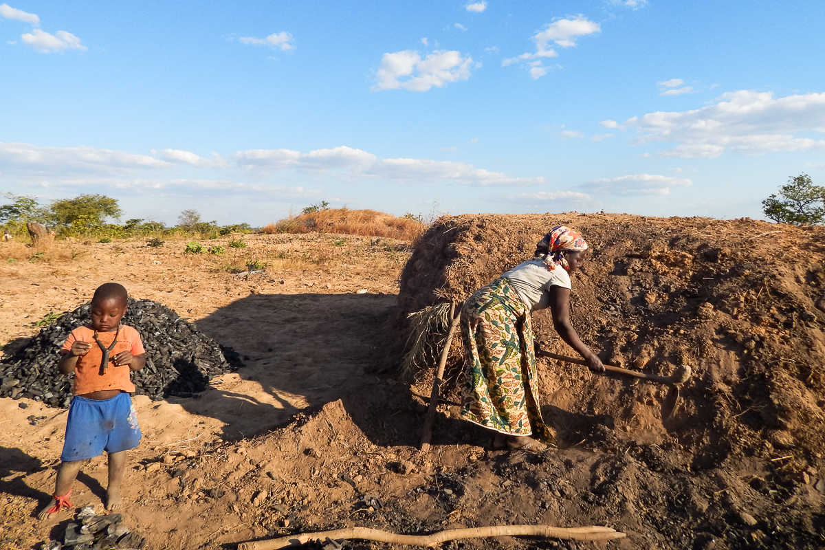 Blackouts, High Cost of Electricity Drive Zambians to Strip Forests for Cooking Charcoal