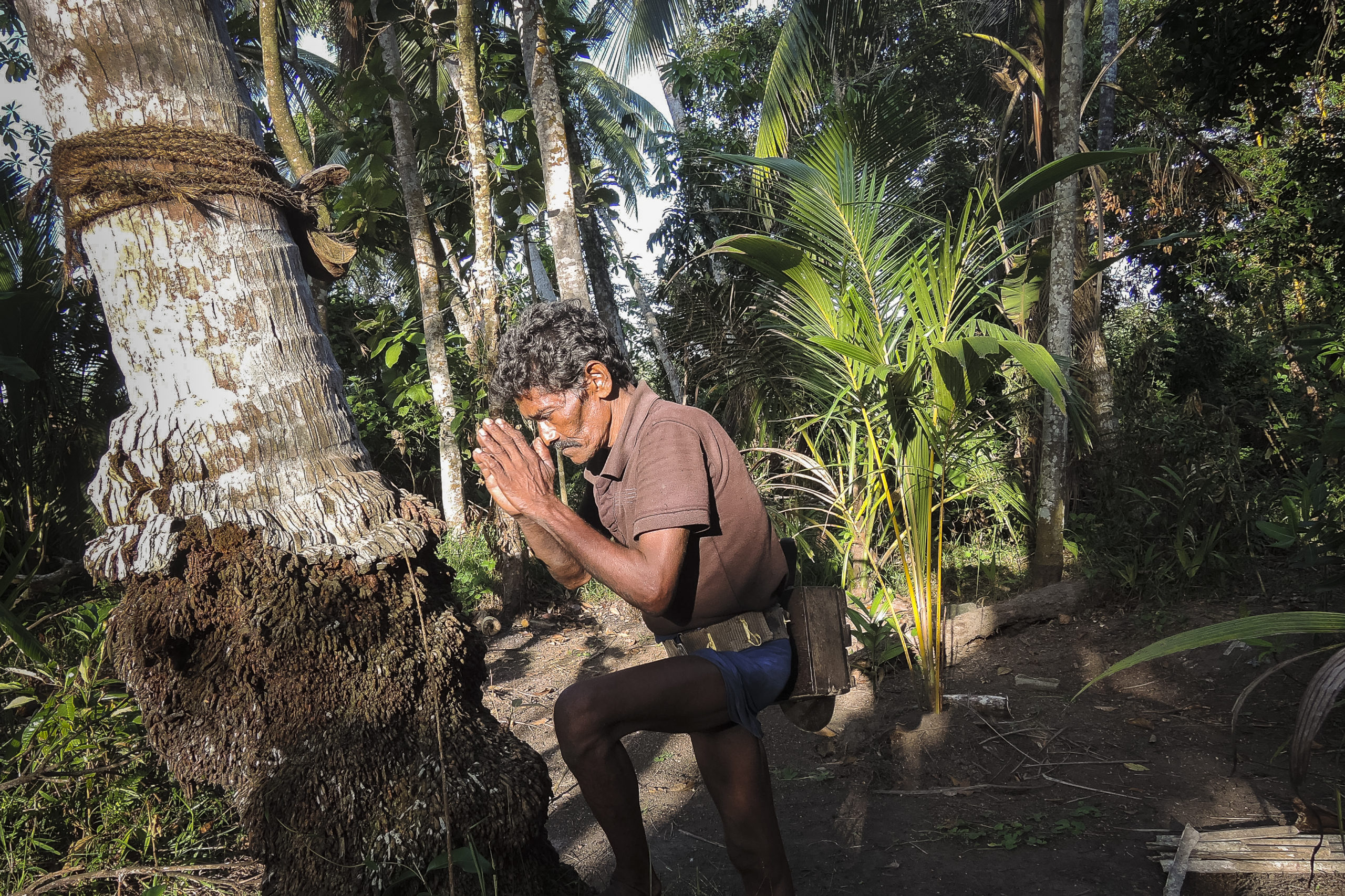 Toddy Tapping A Traditional Sri Lankan Job Faces Extinction