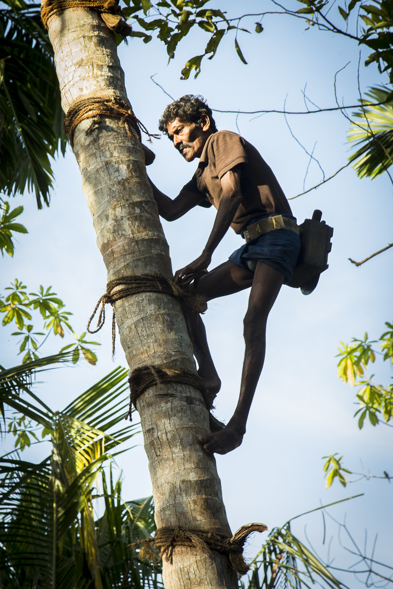 Toddy Tapping A Traditional Sri Lankan Job Faces Extinction