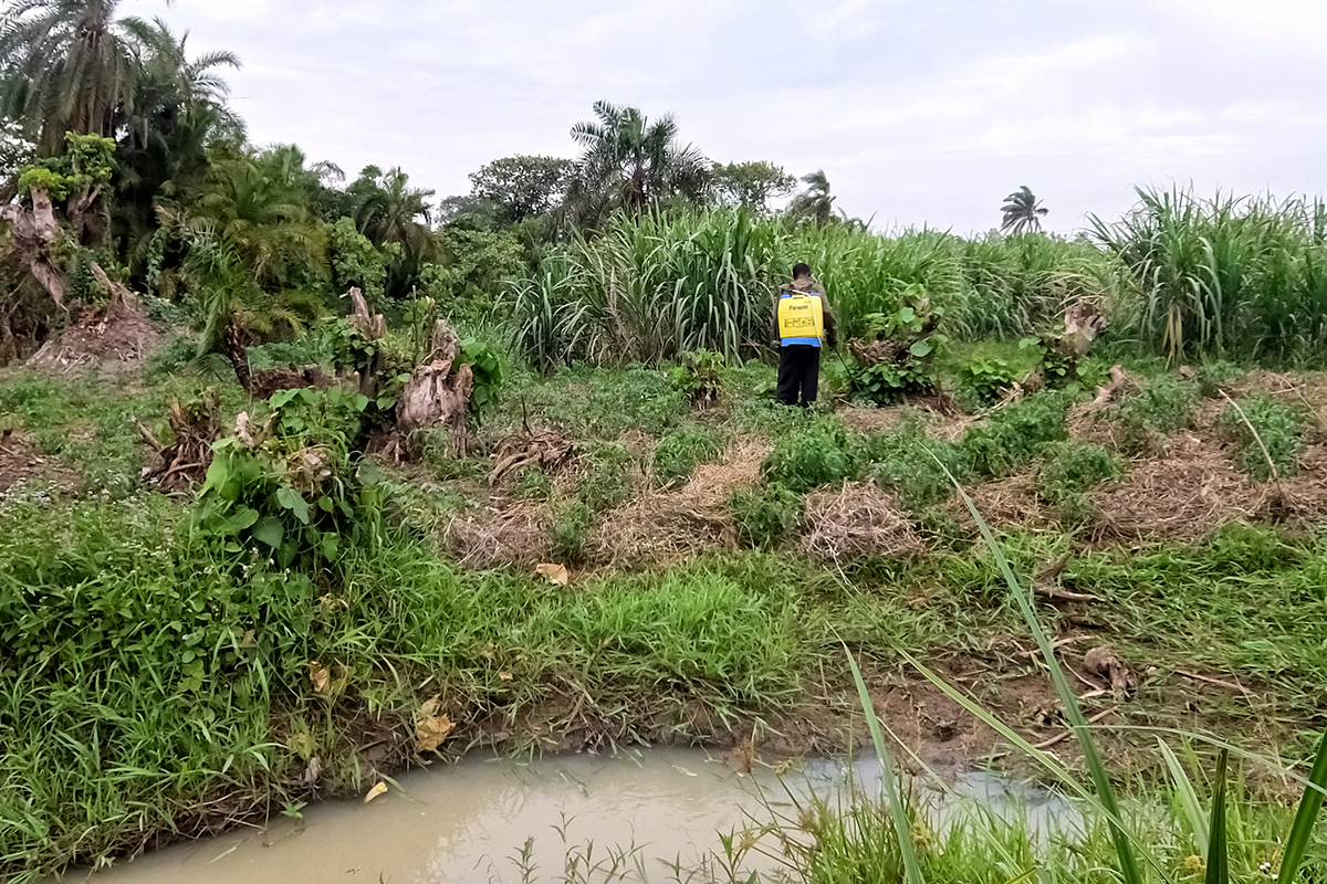 Illegal but Lucrative, Farming in Uganda’s Wetlands Yields Plenty, for Now