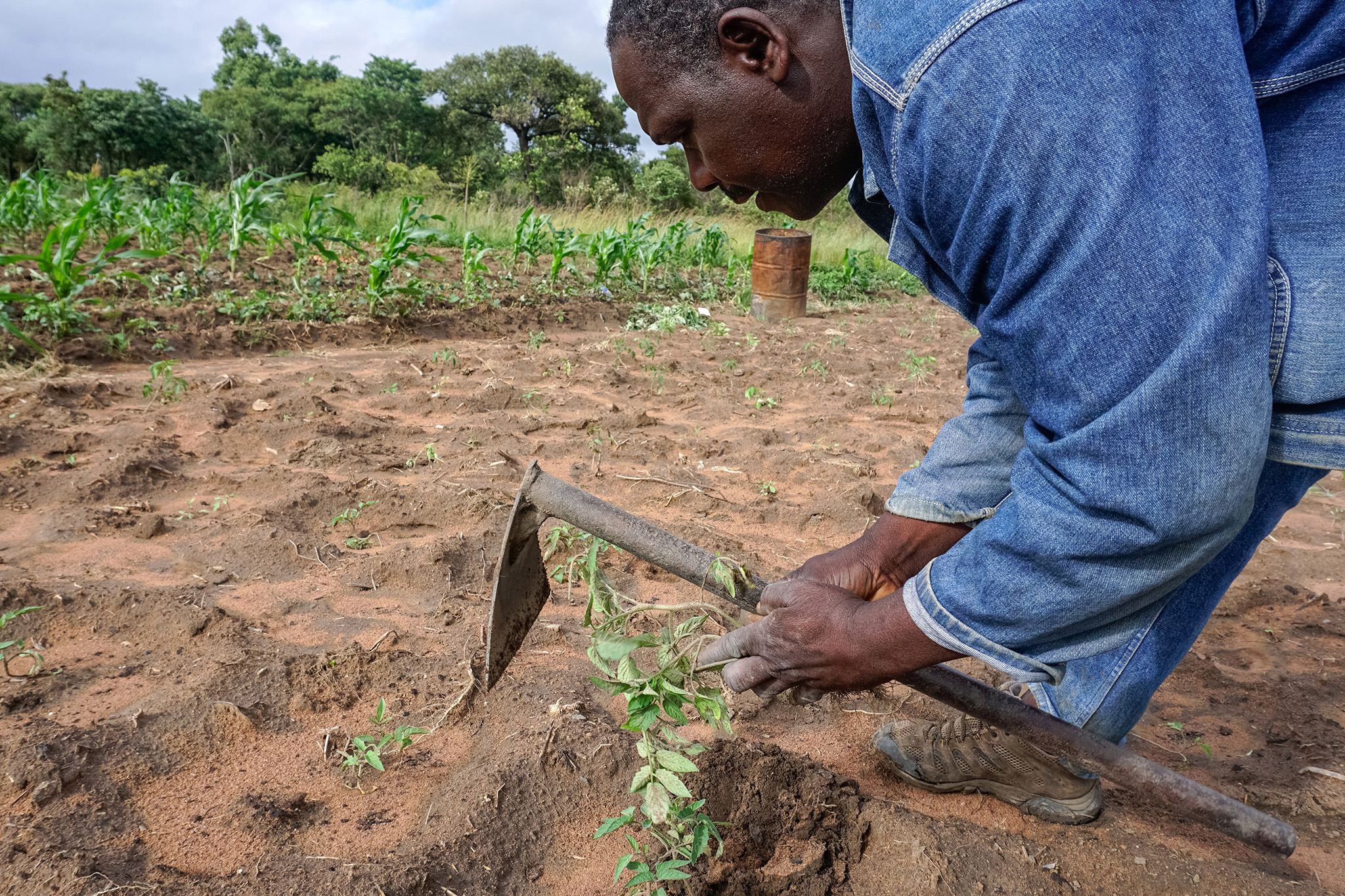 In a Nation of Farmers, Agricultural Land Lies Fallow