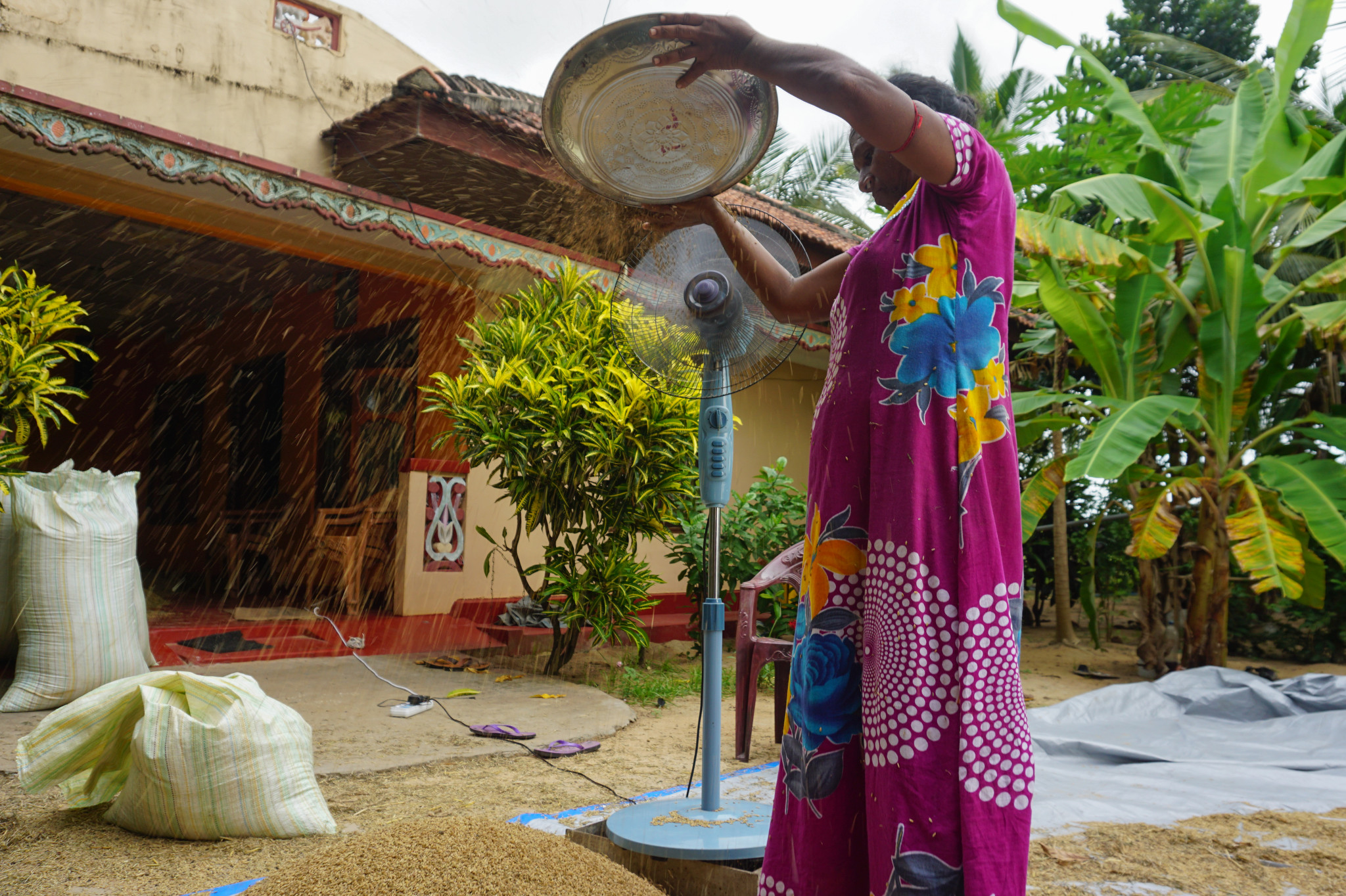 Paddy Farmer in Sri Lanka Prepares Field for Growing Season