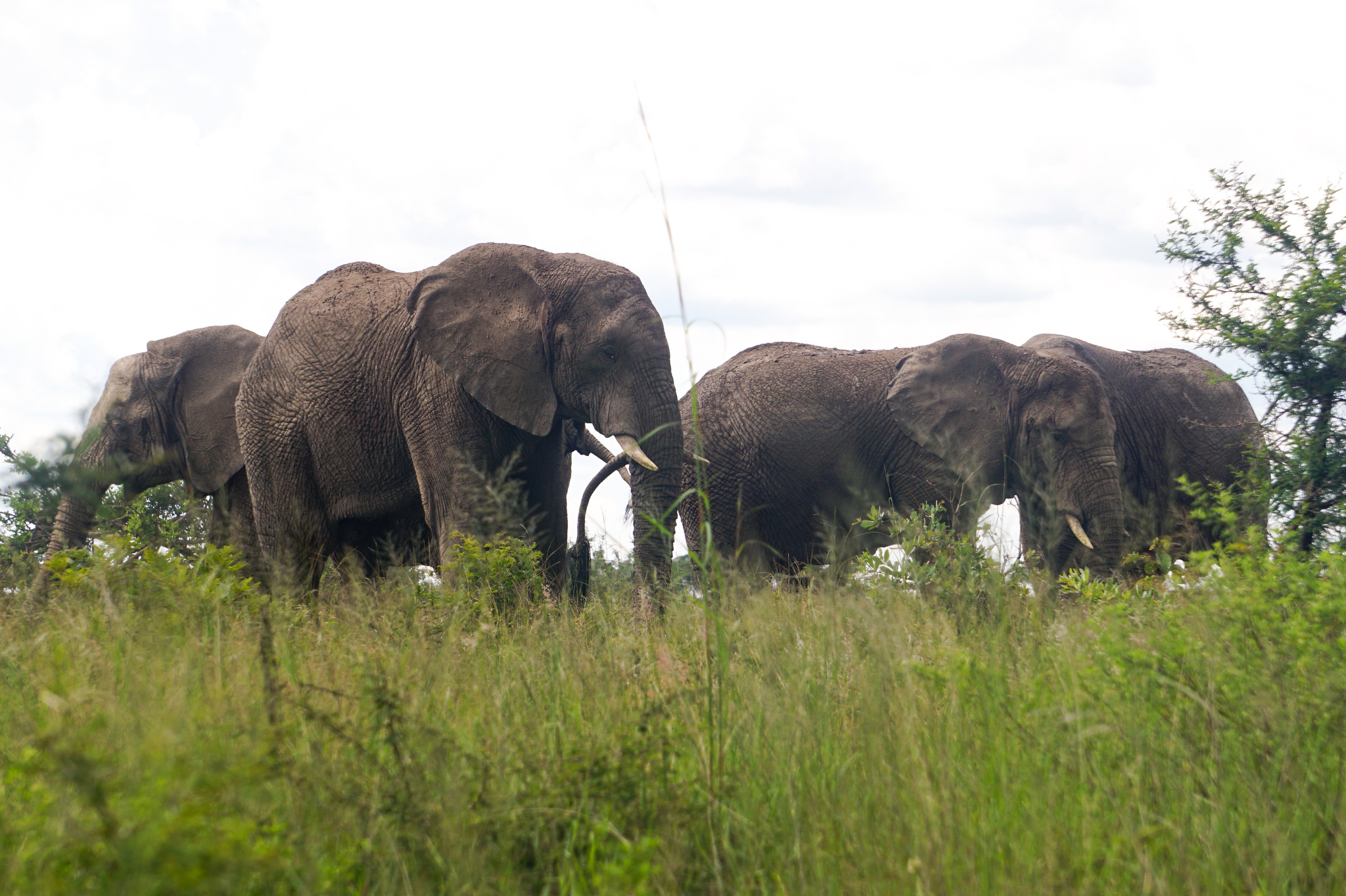 Mining Threatens Wildlife,  Sacred Sites — and People