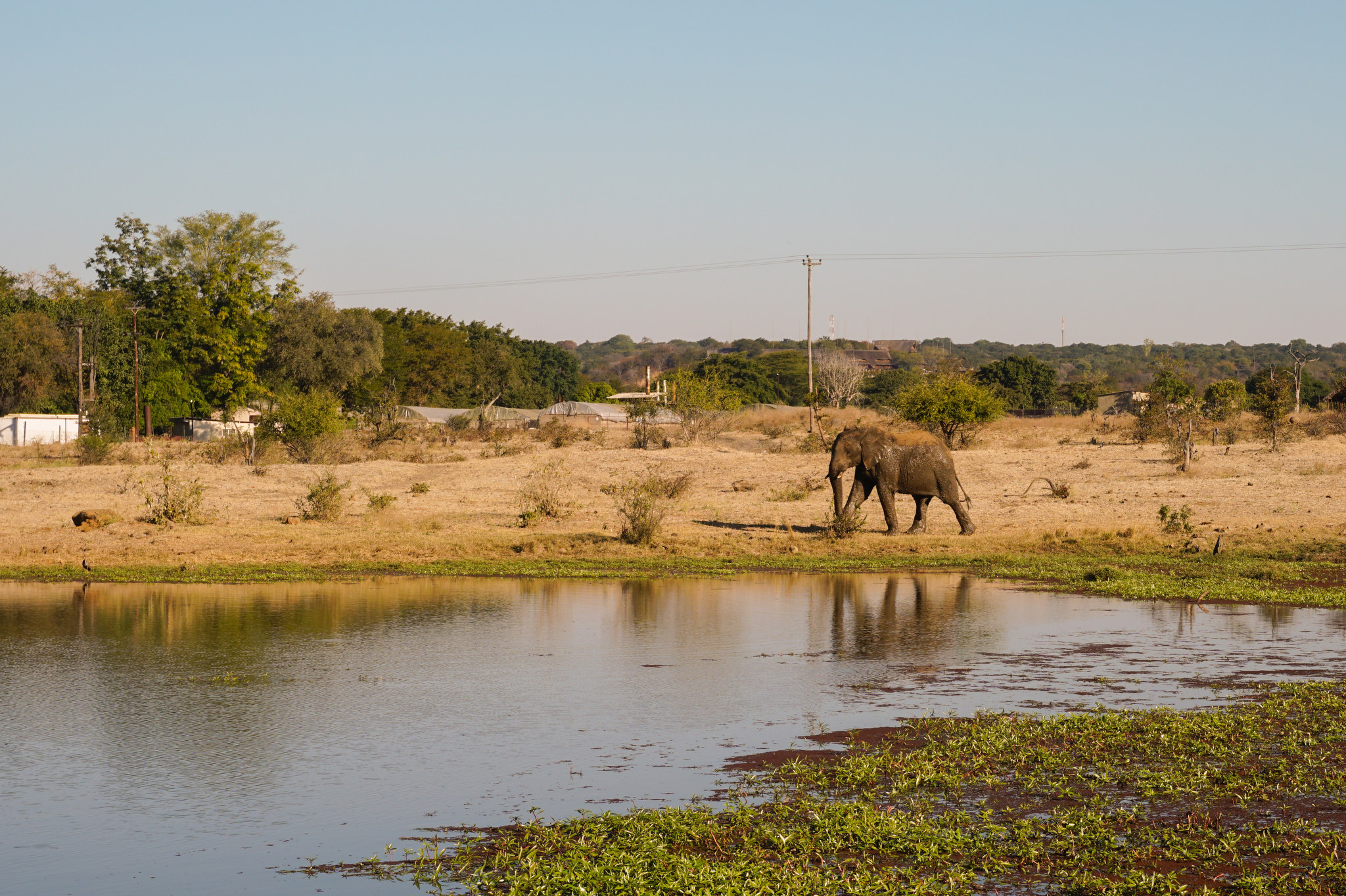 Surplus of Elephants Inspires Anguish, Debate