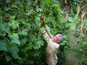 Using Training and Grants, Nepal Tries to Stem Exodus of Farmers Discouraged by Effects of Climate Change