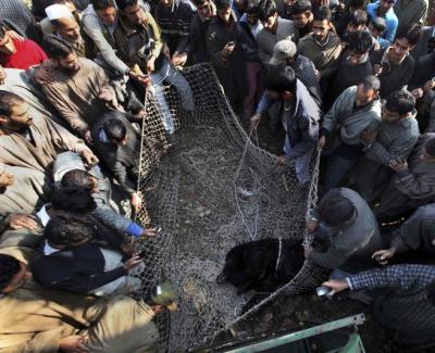 Development, Human Encroachment Spark Leopard, Bear Attacks in Kashmir