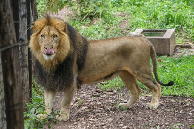 GPJNews_Zimbabwe_KM_FP_LionFee