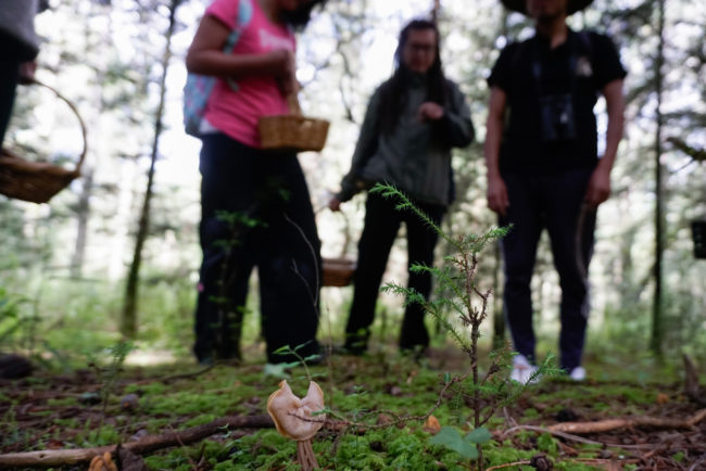 Mycotourism Blooms in Mushroom-Rich Mexico - Vimarsana News