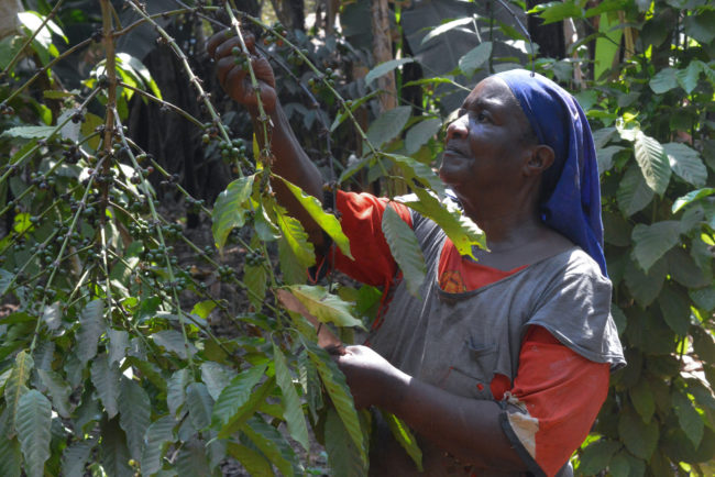 Donde se cultiva café pero rara vez se consume, un cambio