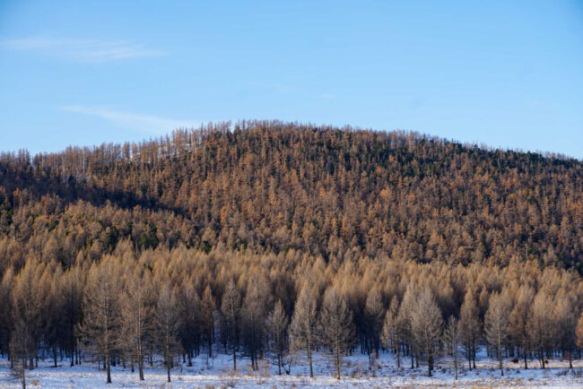 A Giant Hammer, a Small Nut, and the Race to Save Mongolia's Cedar Forests - Vimarsana News