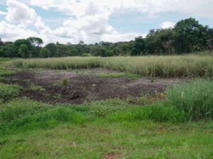 Unchecked Development Eats Up Wetlands in Harare