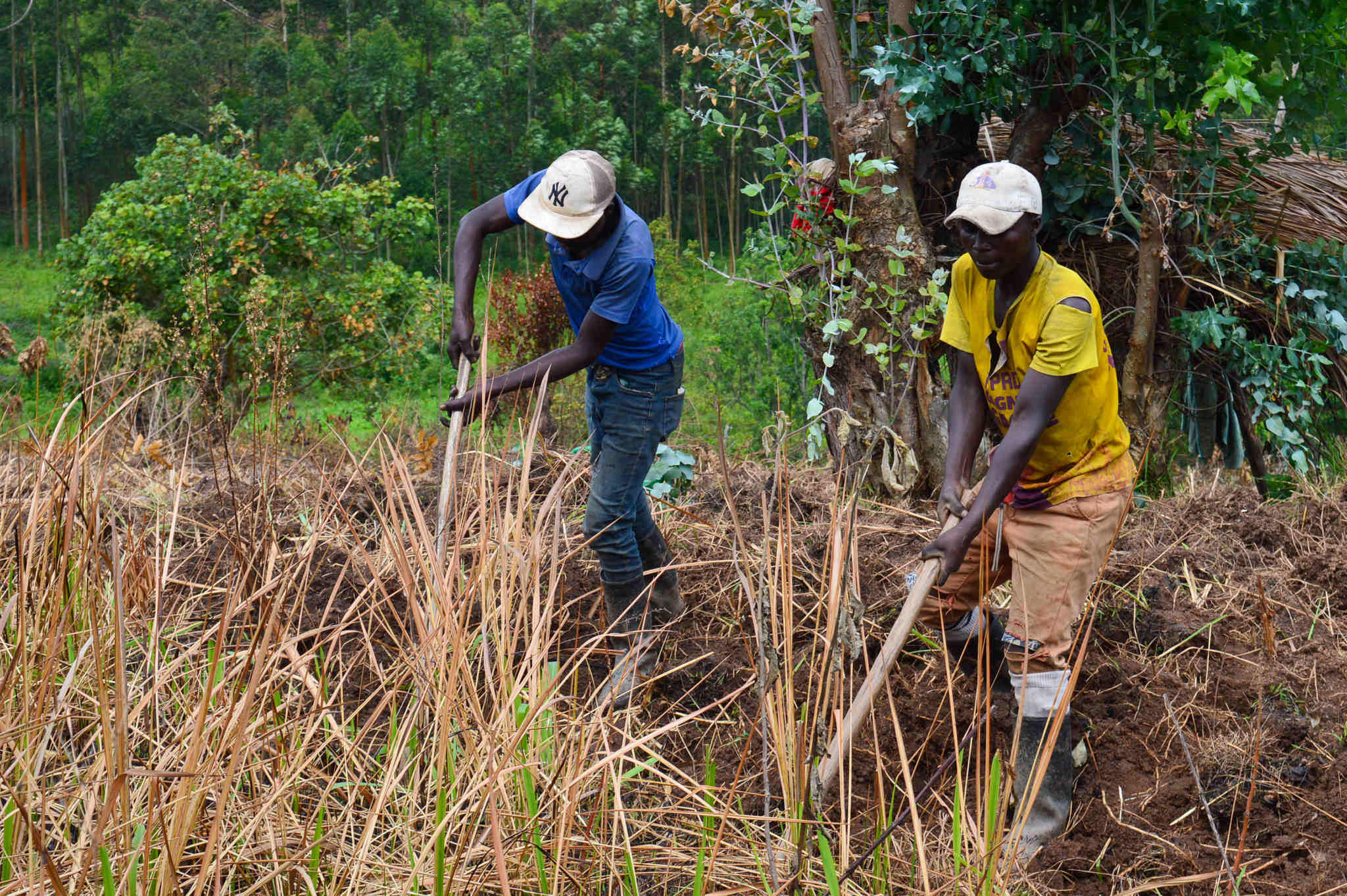 Fearing Explosives, Farmers in War-Torn DRC Burn Their Own Land