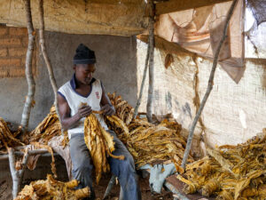 Inside the ‘Bondage’ of Zimbabwe’s Contract Tobacco Farming
