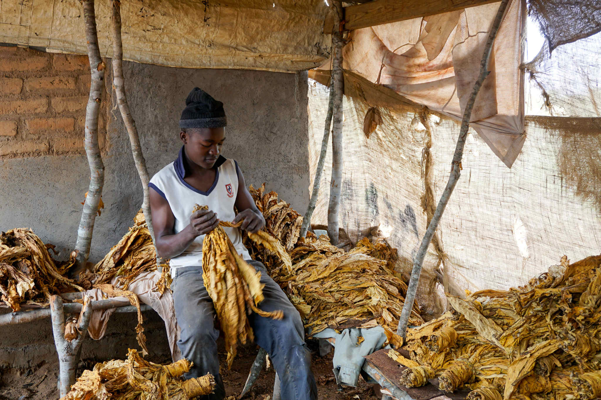 Inside the ‘Bondage’ of Zimbabwe’s Contract Tobacco Farming