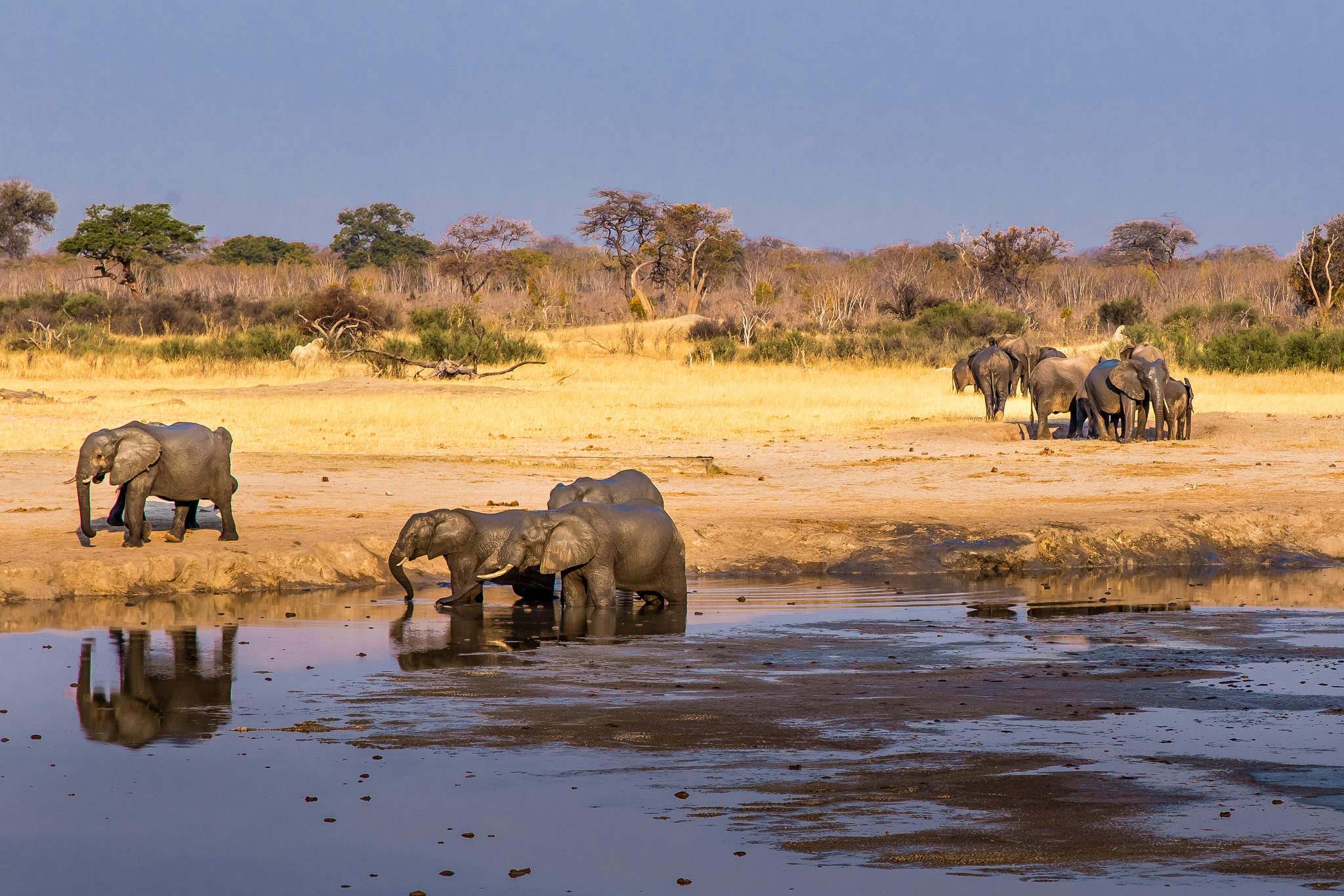 Elephants in Hwange National Park